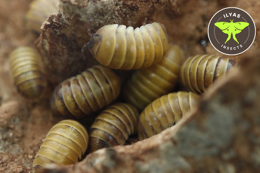Armadillidium badium ‘High Yellow’