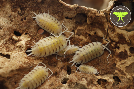 Porcellio bolivari "Lemonade"