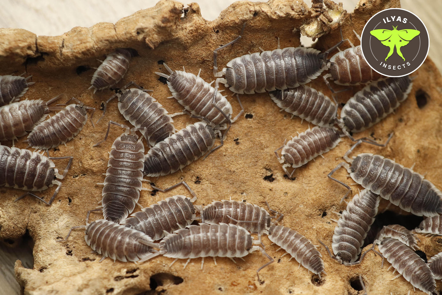 Porcellio hoffmannseggii