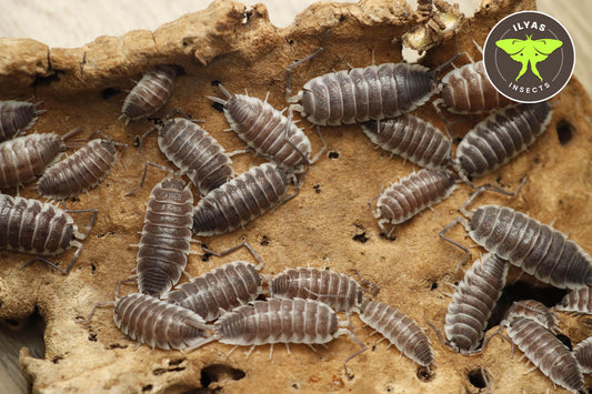 Porcellio hoffmannseggii