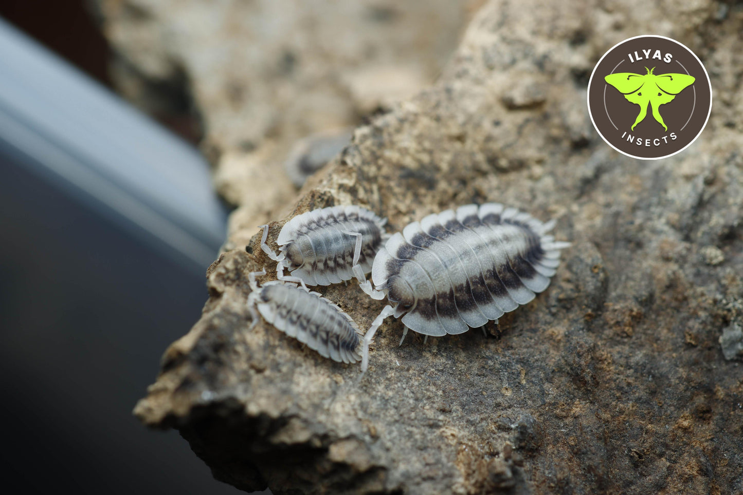 Porcellio werneri "Silverback"