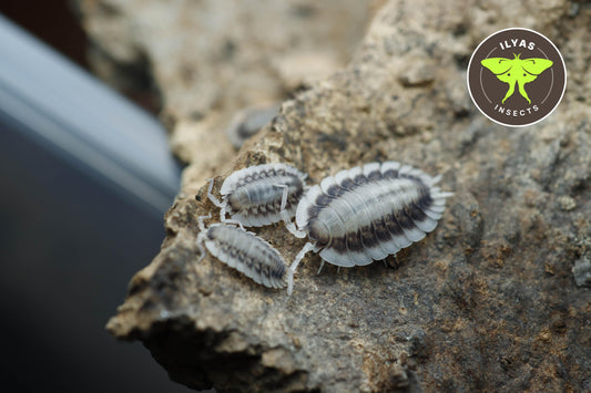 Porcellio werneri "Silverback"