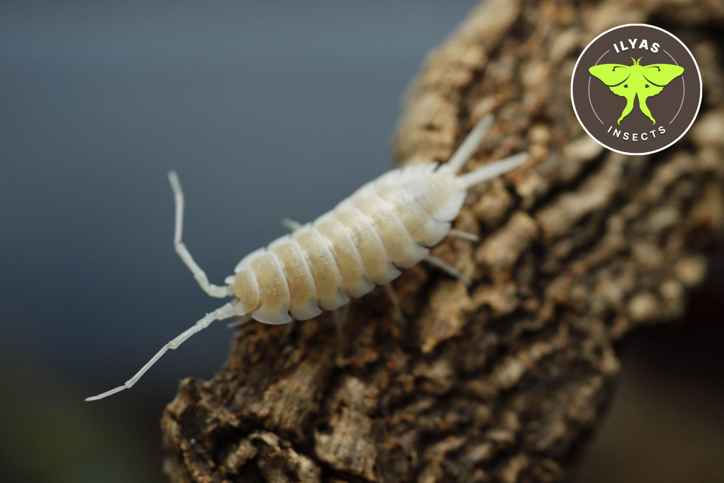 Porcellio hoffmannseggii "Yeti"