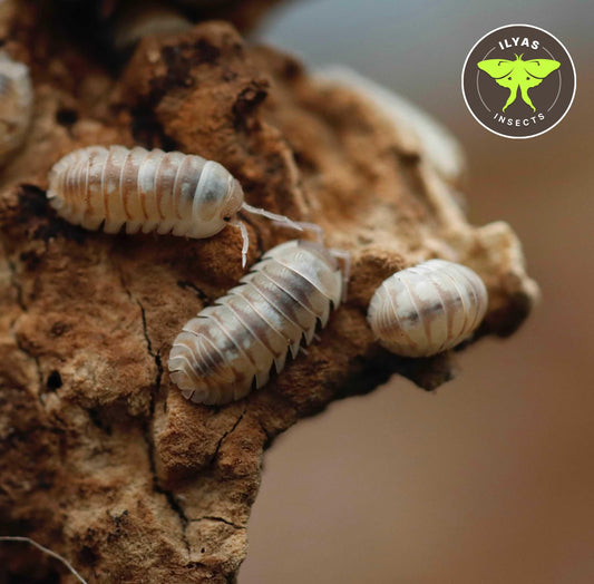 Armadillidium espanyoli “Marbelized”