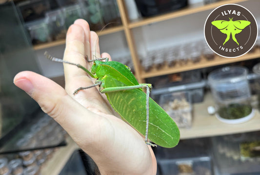 Siliquofera grandis