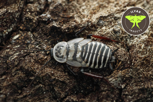 Homalosilpha sp. Indonesia