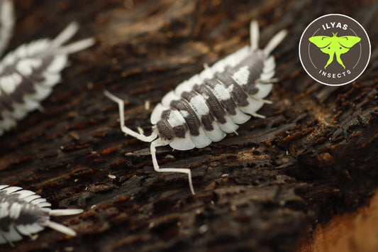 Porcellio succinctus ‘Black Ribs’