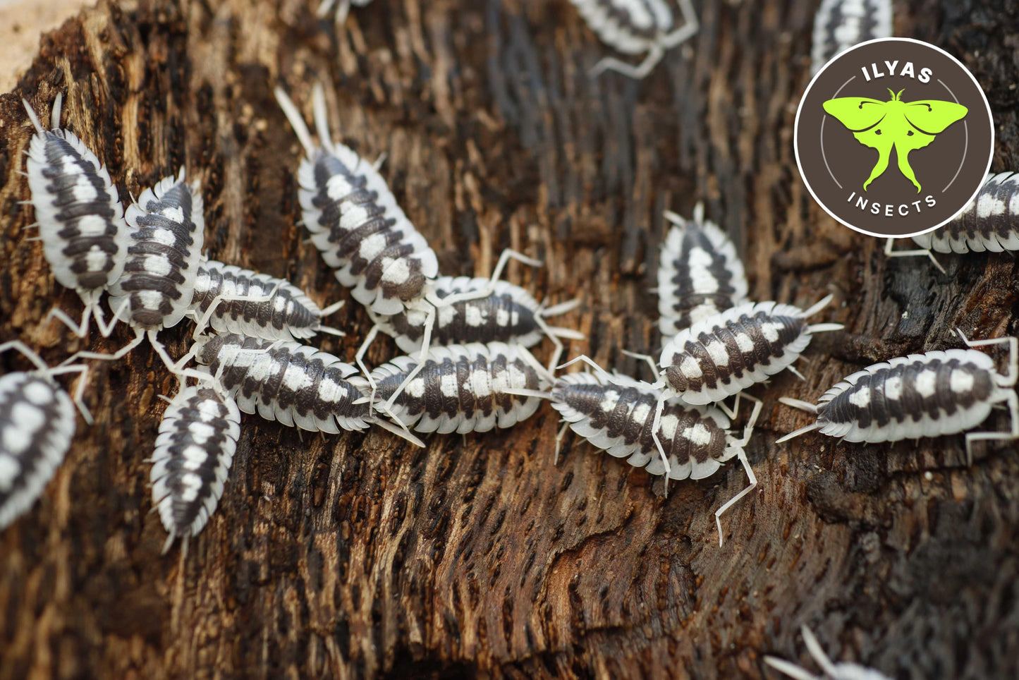 Porcellio succinctus ‘Black Ribs’
