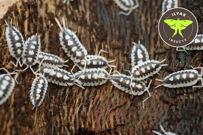 Porcellio succinctus ‘Black Ribs’