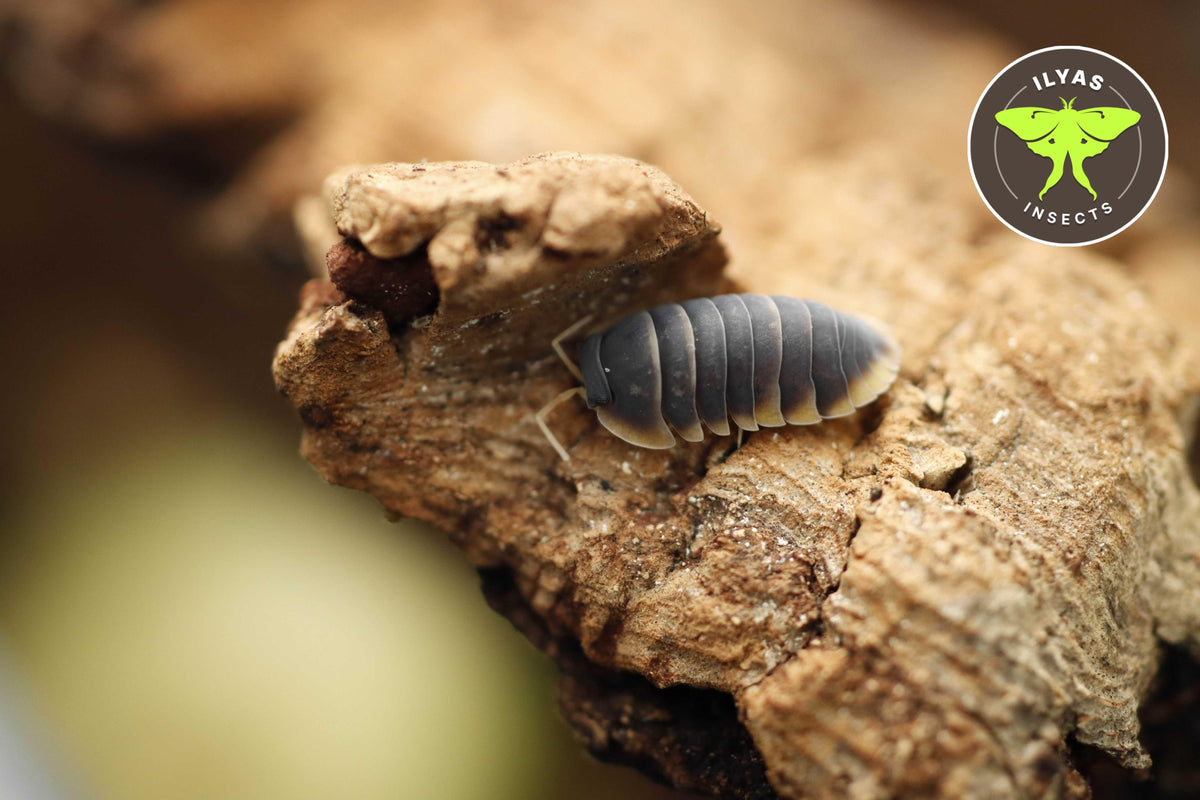 Ardentiella sp. Milky Edge – Ilyas Insects