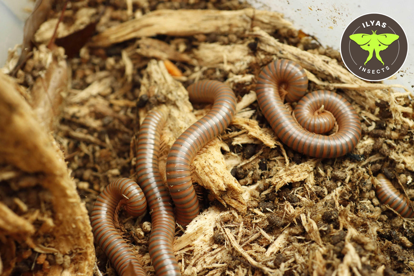 Spirostreptus spec. 1 “Tanzania”