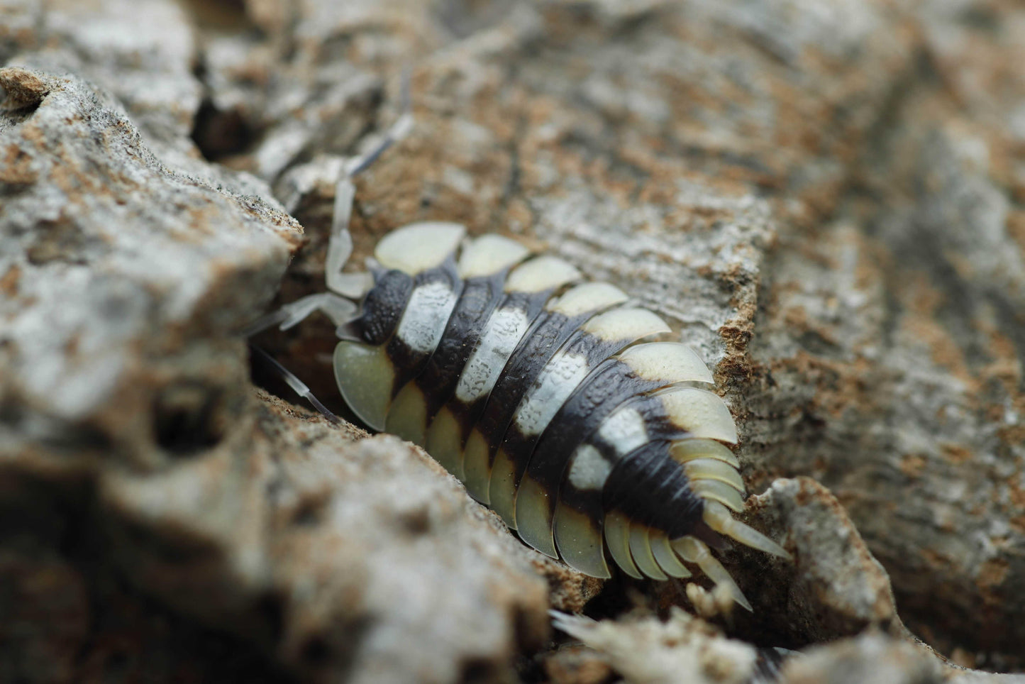 Porcellio expansus 'Orange' Loc. 'Tortosa