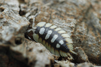 Porcellio expansus 'Orange' Loc. 'Tortosa