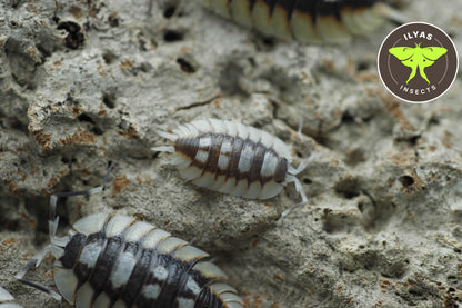 Porcellio expansus 'Orange' Loc. 'Tortosa