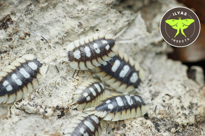 Porcellio expansus 'Orange' Loc. 'Tortosa