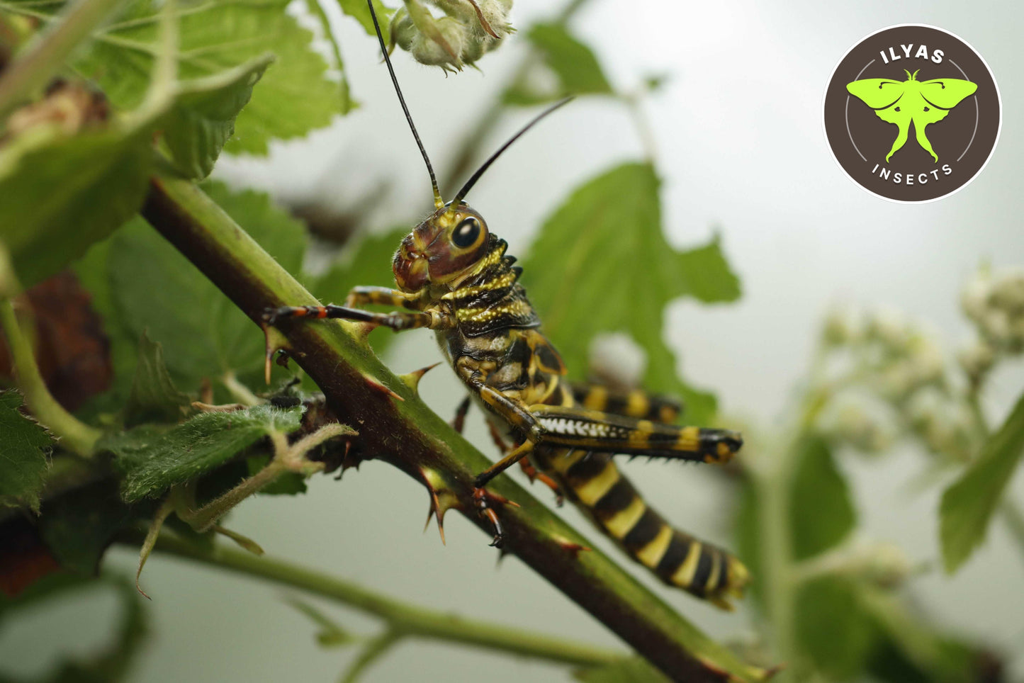 Tropidacris cristata