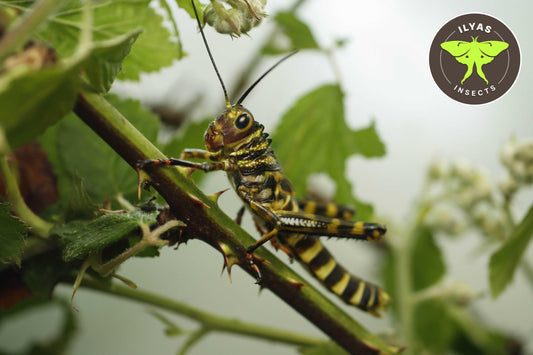 Tropidacris cristata