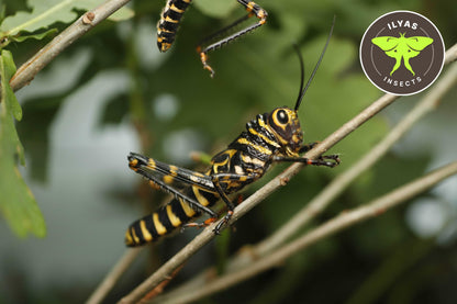 Tropidacris cristata