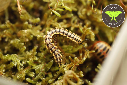 Antheromorpha uncinata ÿellow
