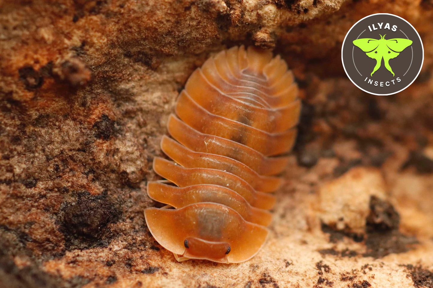 Troglodillo sp. Vex
