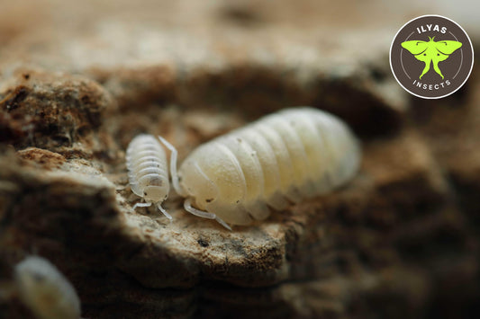 Armadillidium granulatum “White Pearl”