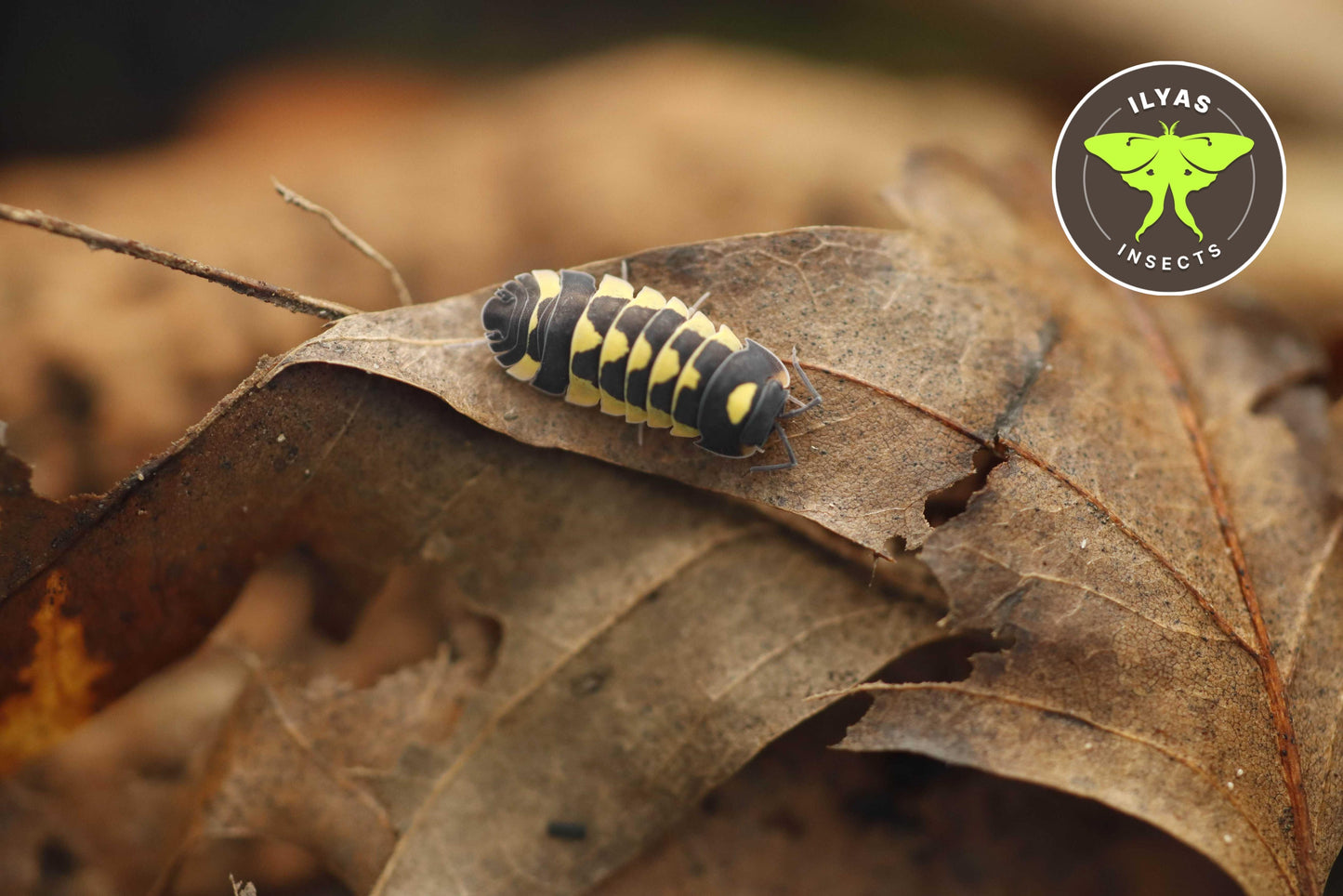 Ardentiella sp. Yellow Hornet