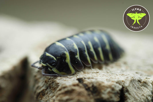 Armadillidium maculatum “Yellow”
