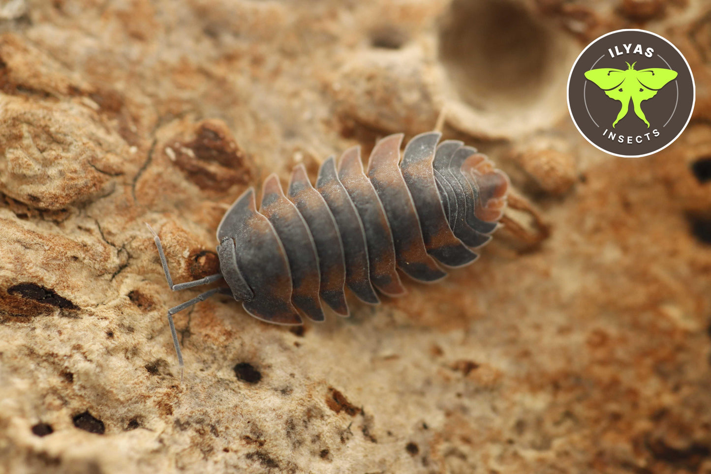 Ardentiella sp. Volcano
