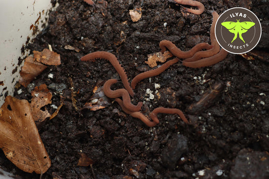 Epiperipatus barbadensis