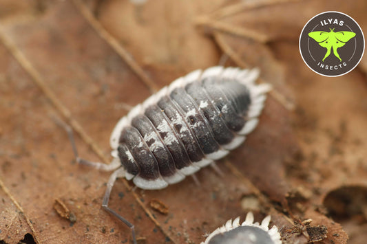 Porcellio flavomarginatus