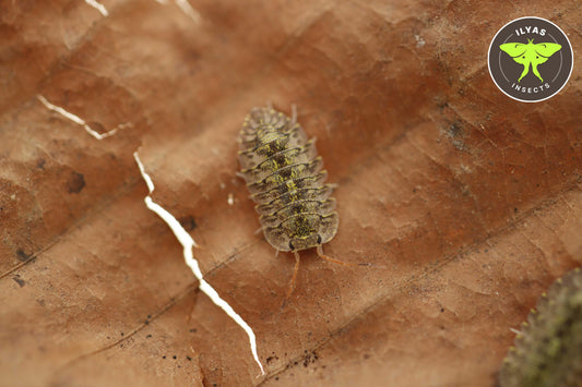 Troglodillo sp. "Green Spot"
