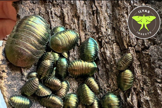 Pseudoglomeris magnifica
