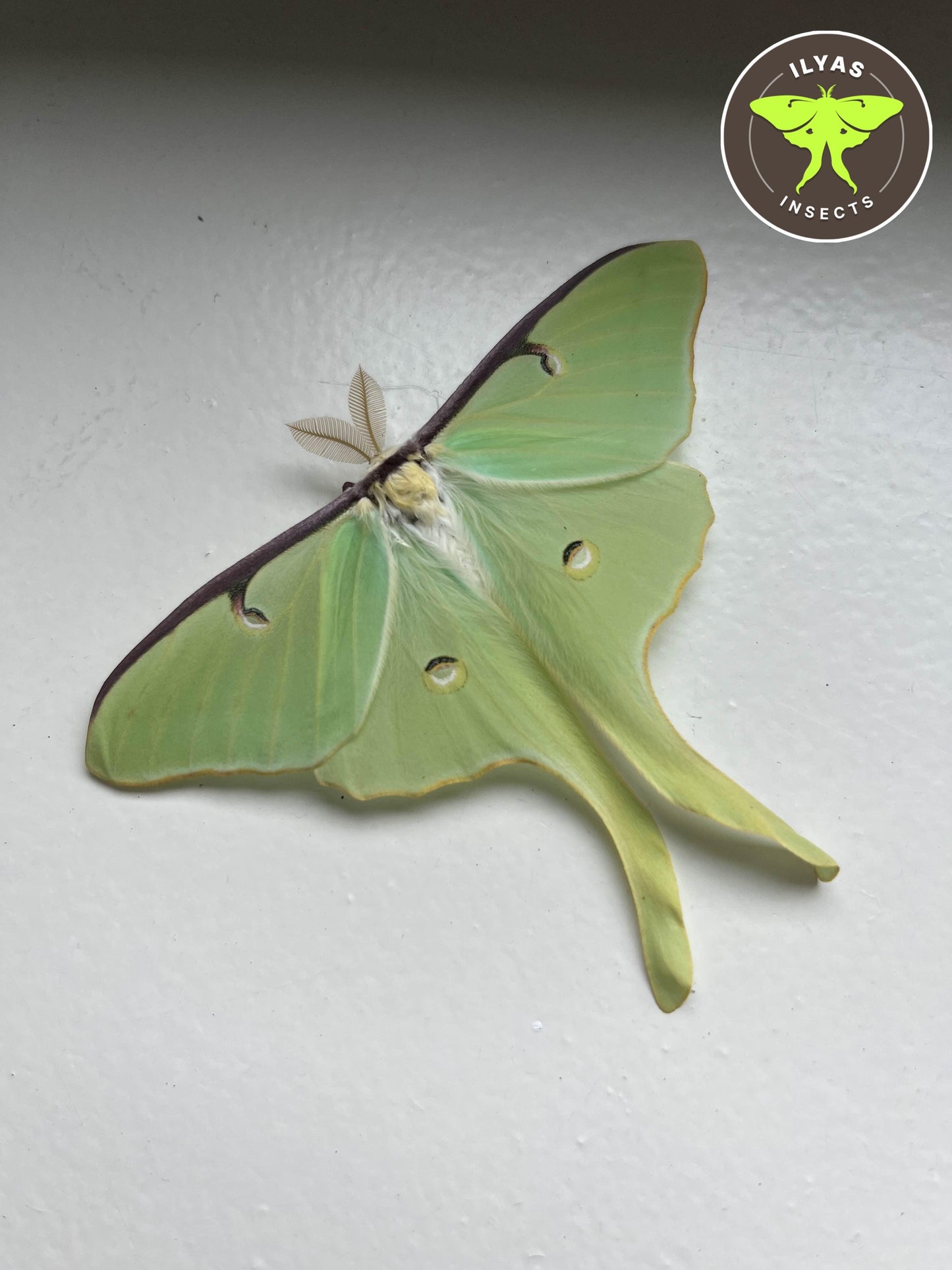 Actias luna