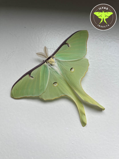 Actias luna