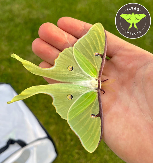 Actias luna