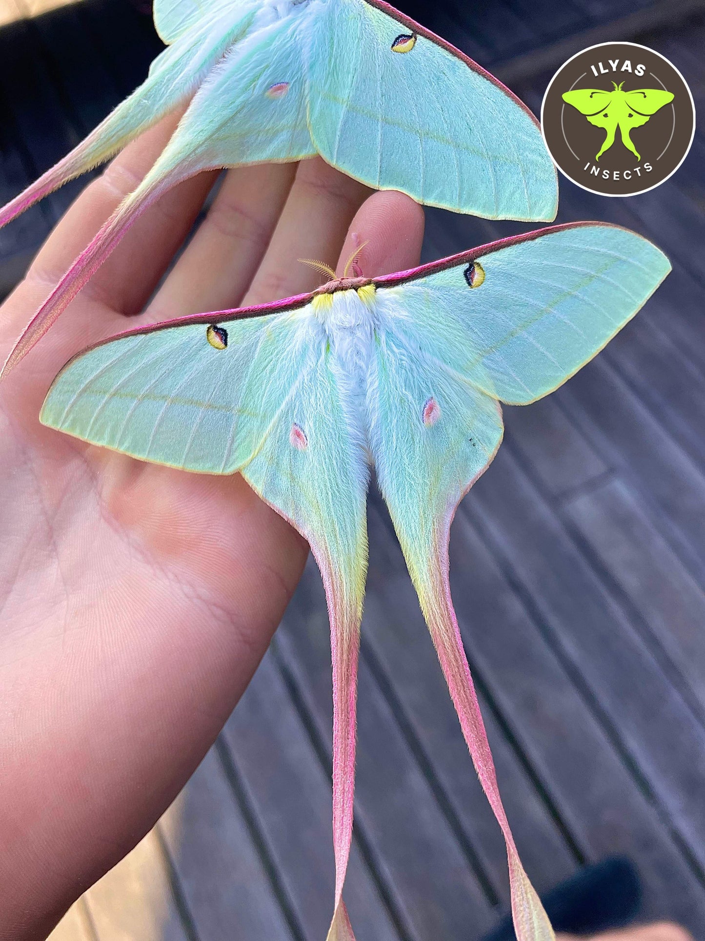 Actias dubernardi