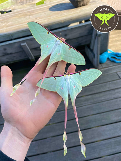 Actias dubernardi