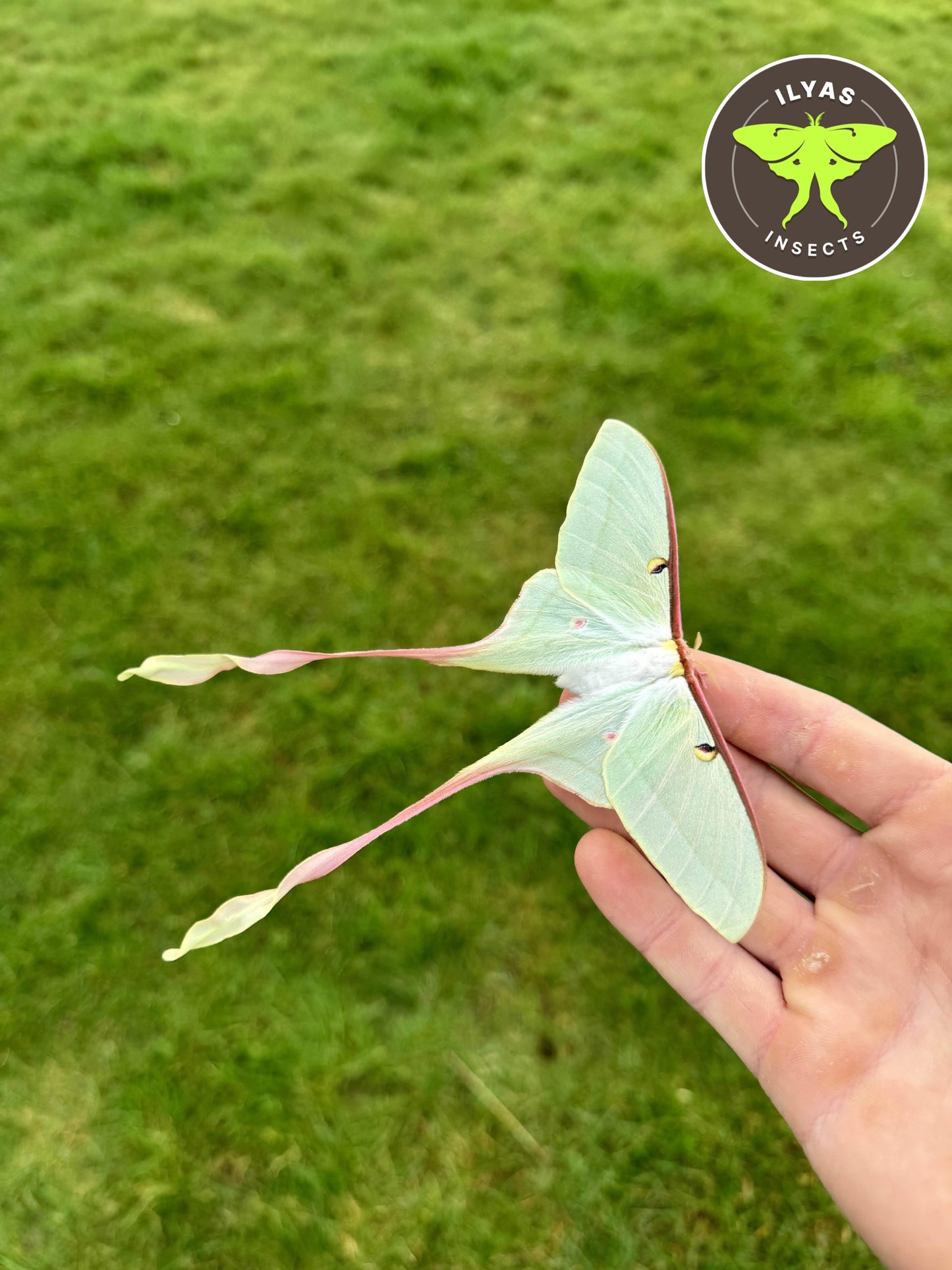 Actias dubernardi