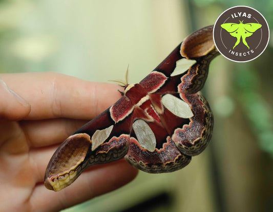 Rothschildia erycina
