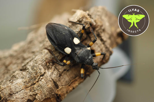 Platymeris biguttatus