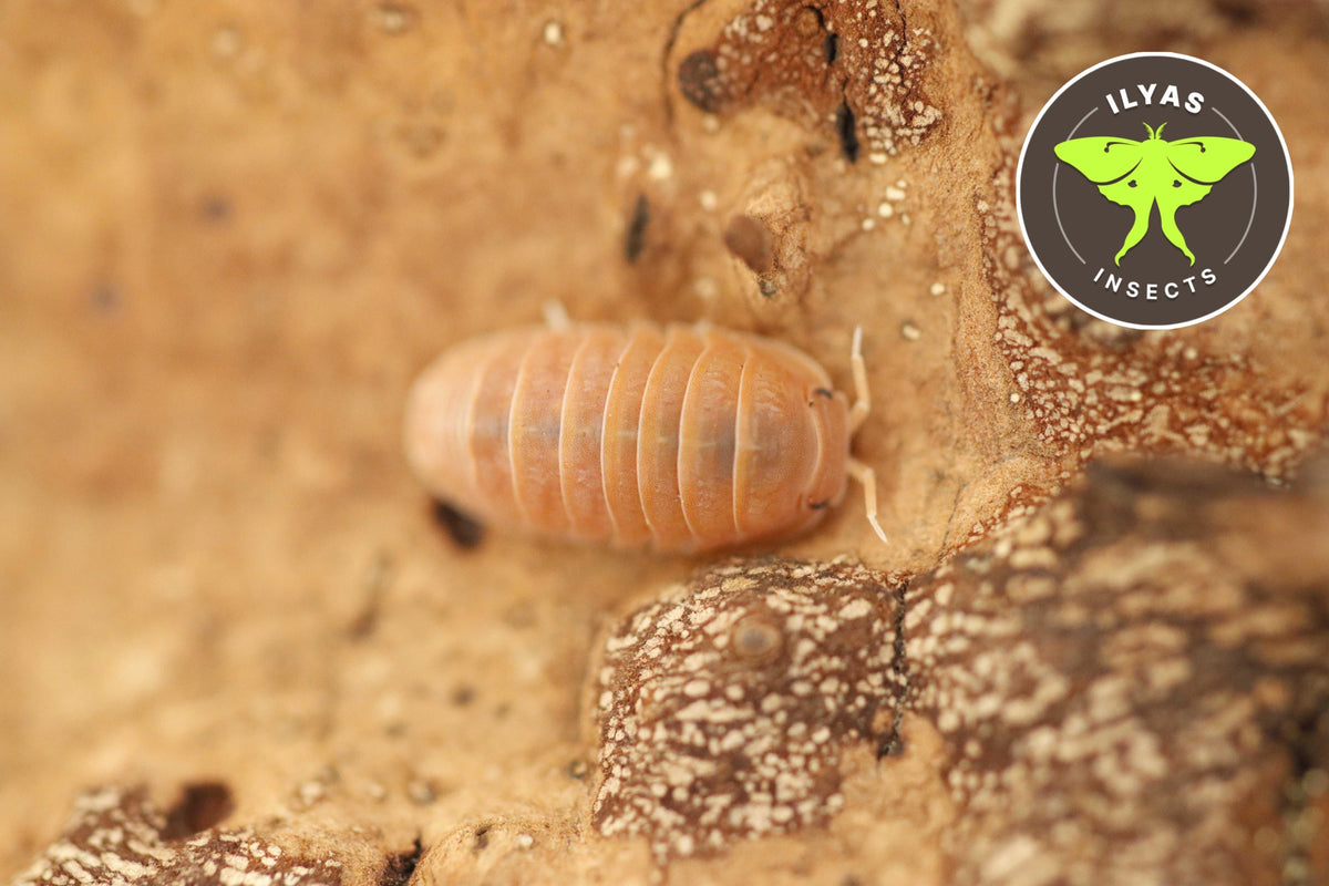 Cubaris sp. murina “Mandarin” – Ilyas Insects
