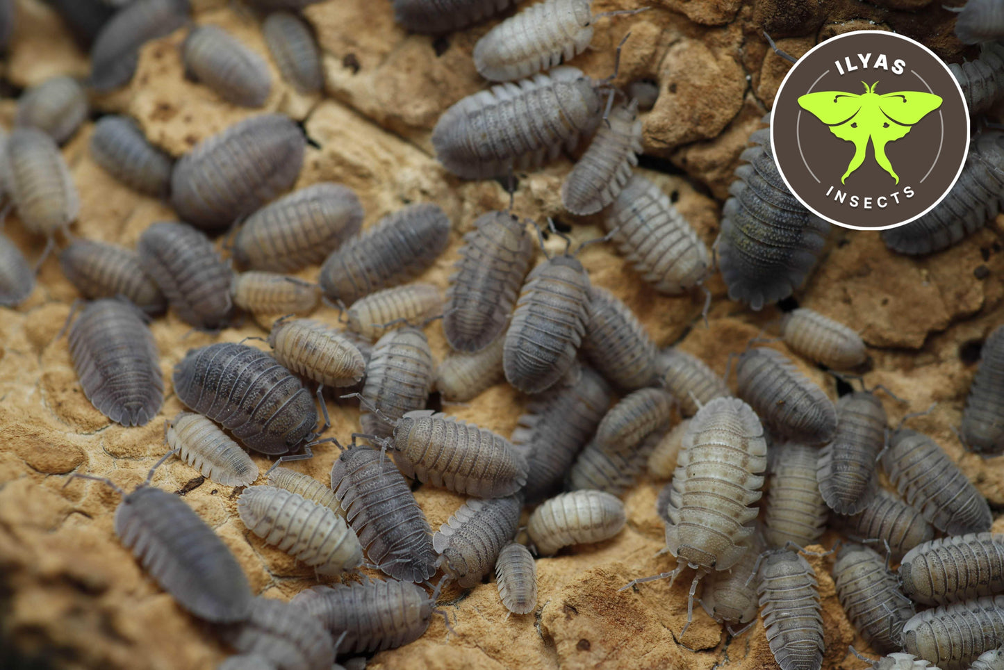 Armadillidium peraccae