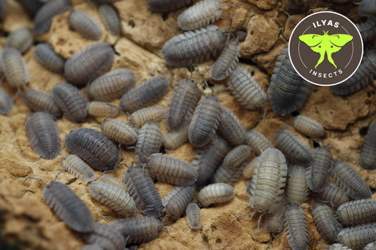 Armadillidium peraccae