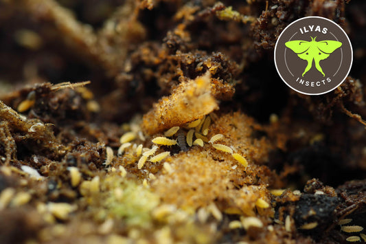 Ceratophysella spec. ‘Lilac Yellow Albino’