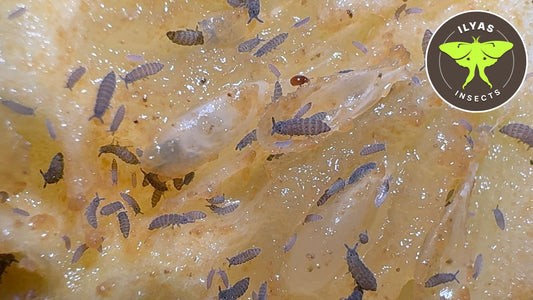 Ceratophysella spec. “Lilac”
