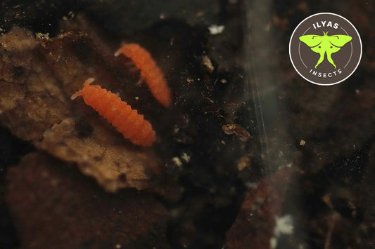 Yuukianura aphoruroides "Orange Springtail"
