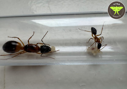 Camponotus consobrinus