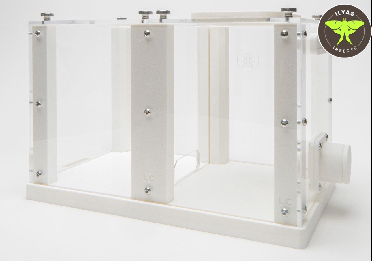 Leafcutter ant setup