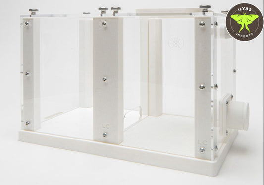 Leafcutter ant setup