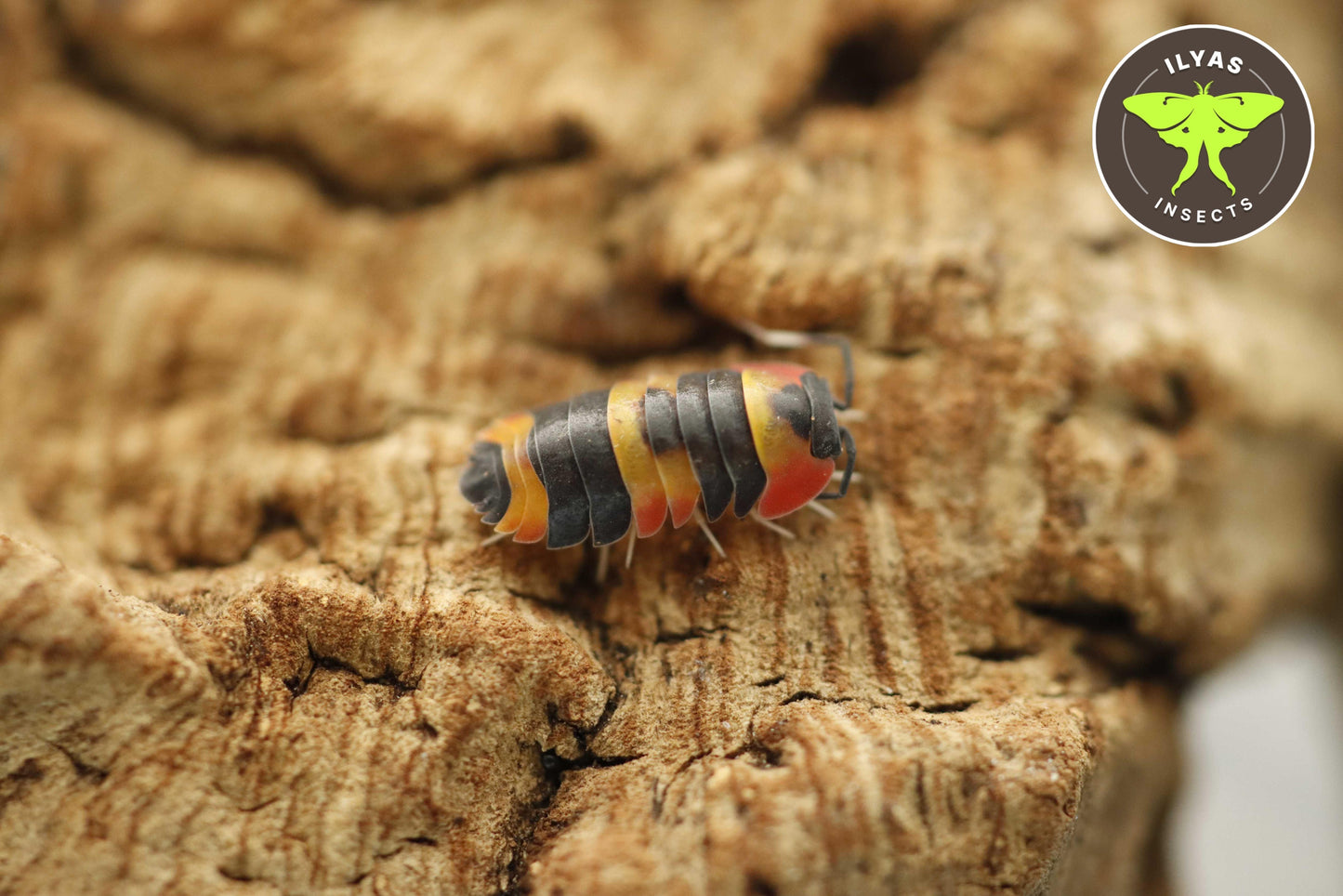 Ardentiella sp. “Tricolour”